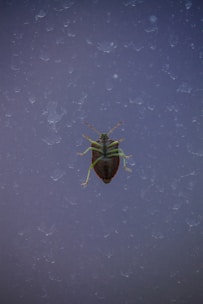 A close-up of a brown and green insect with long antennae and legs, positioned centrally against a textured, dusty surface with a blue-gray hue.