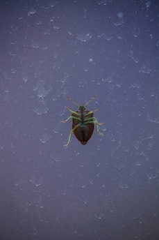Close-up of a pest control professional spraying insecticide around a kitchen.
