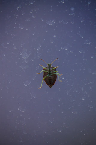 Close-up of a pest control professional inspecting a kitchen corner.