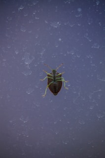 A close-up of a brown and green insect with long antennae and legs, positioned centrally against a textured, dusty surface with a blue-gray hue.