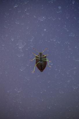 A close-up of a brown and green insect with long antennae and legs, positioned centrally against a textured, dusty surface with a blue-gray hue.