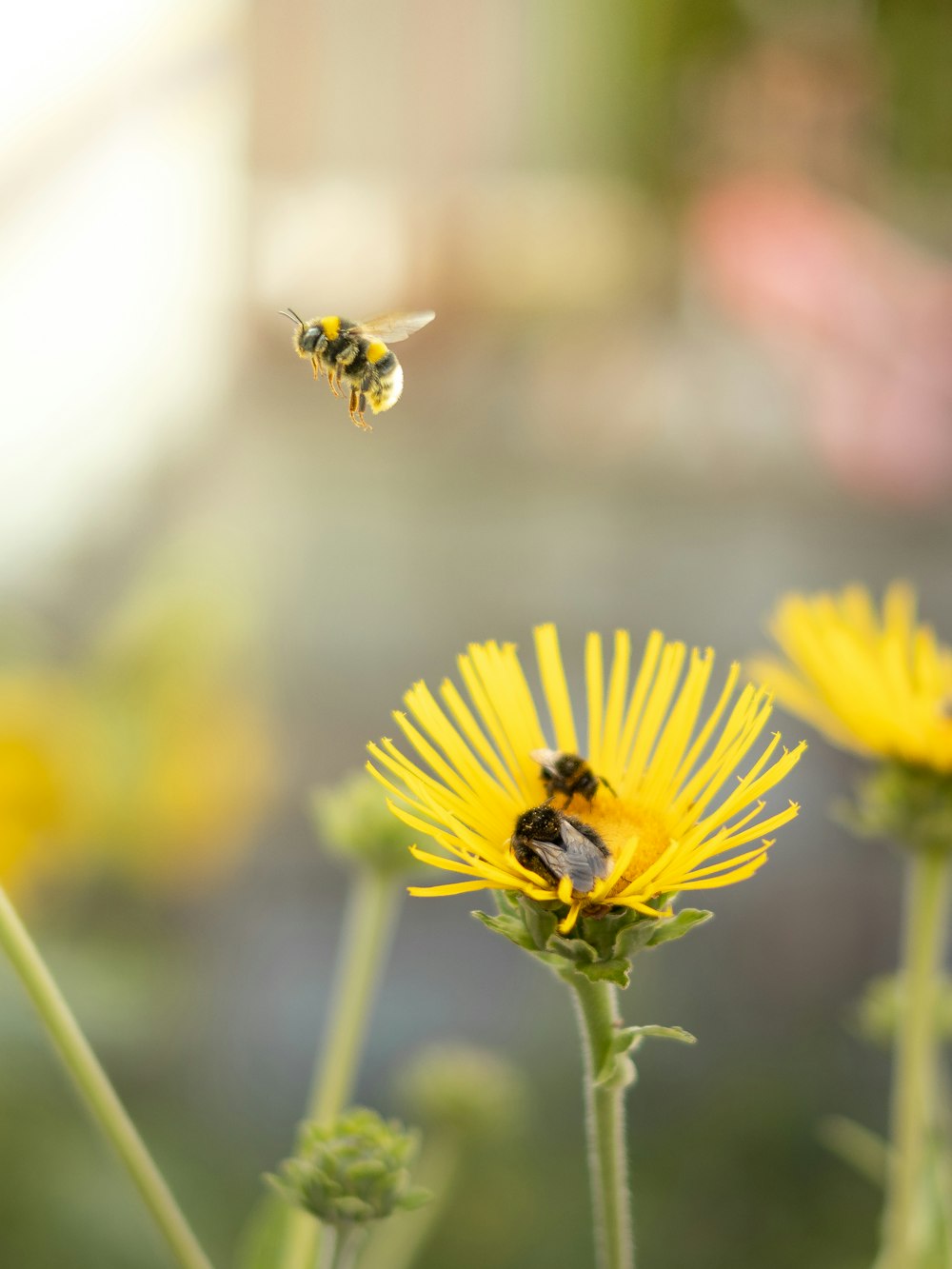 a bee on a yellow flower