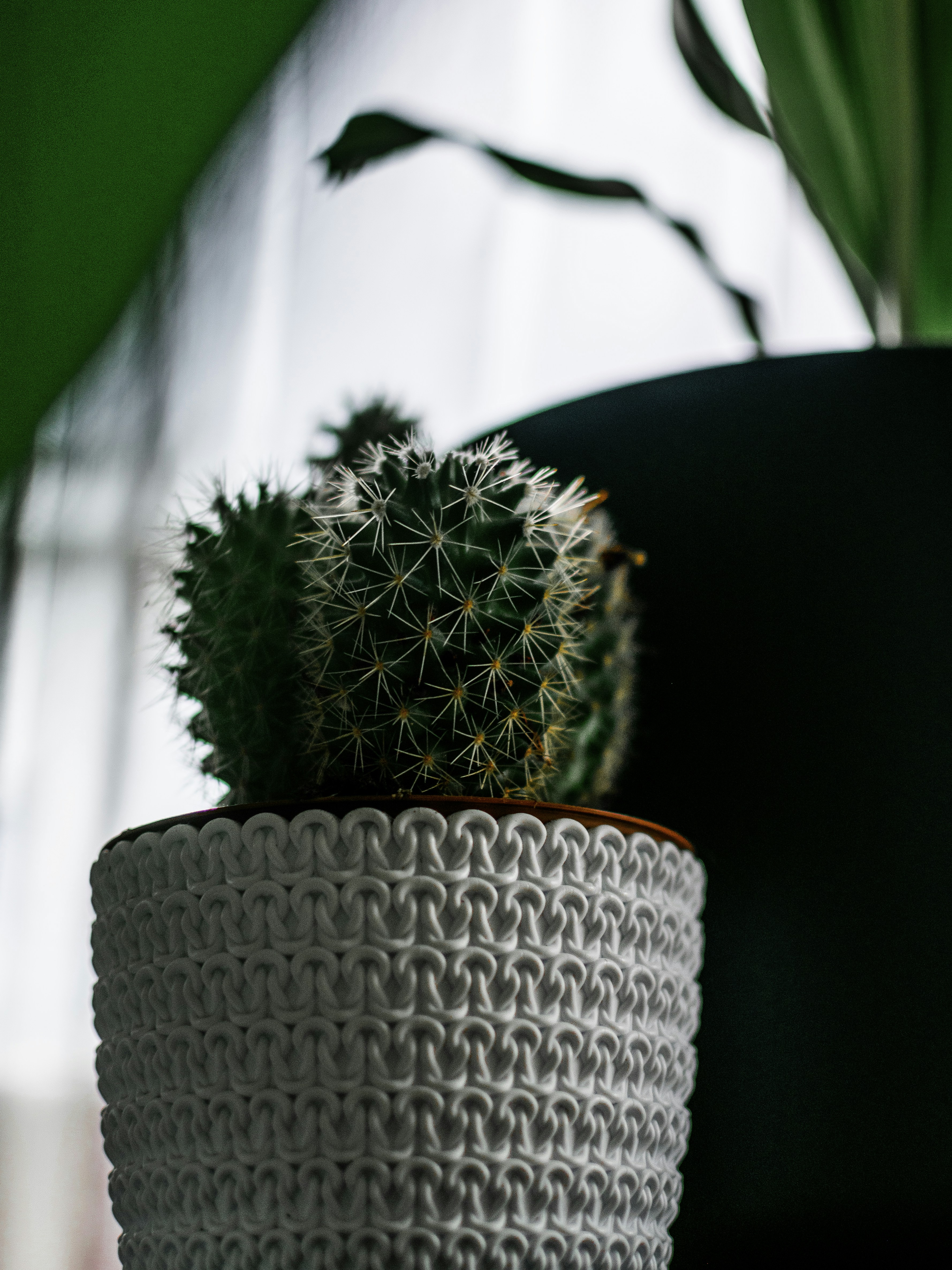a potted plant on a table