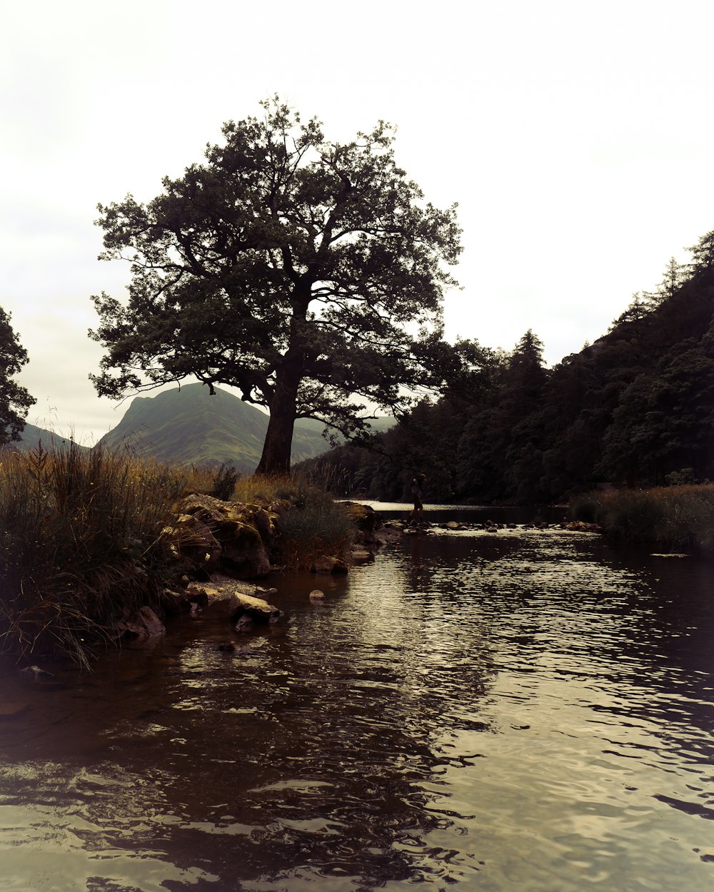 Un fiume con un albero e montagne sullo sfondo