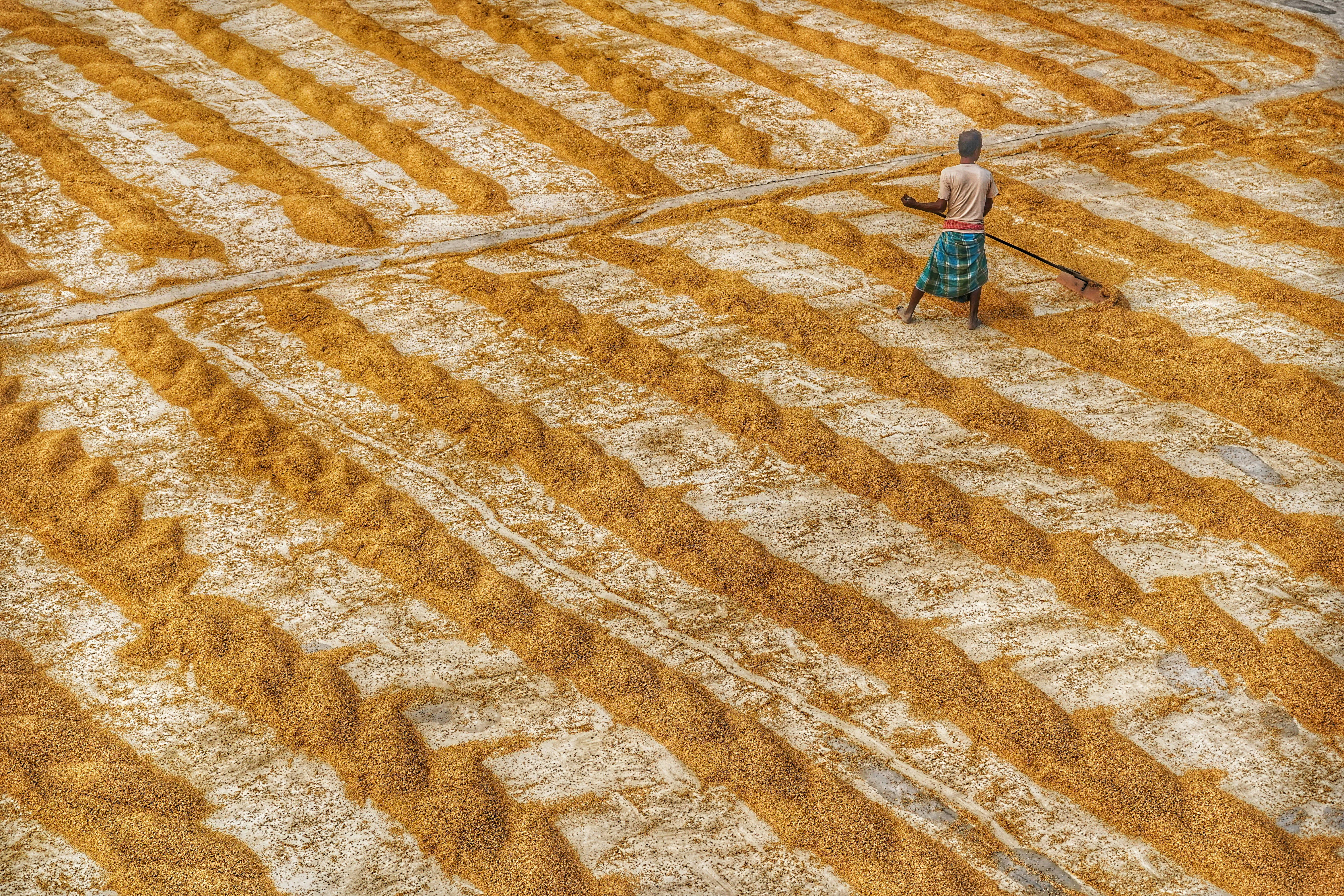 Rice harvesting