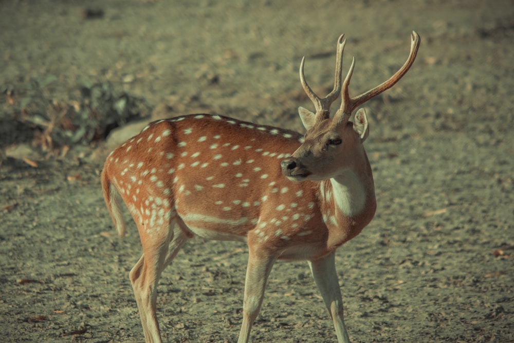 a deer with antlers