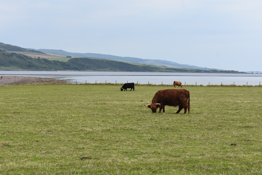 cows grazing in a field