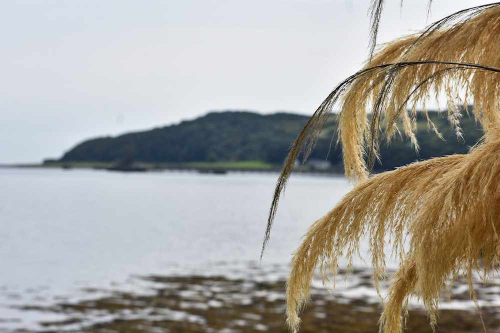 a couple of hair on a beach