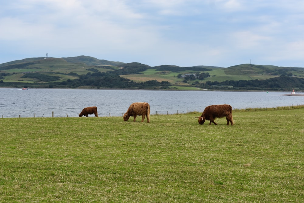 cows grazing on a field