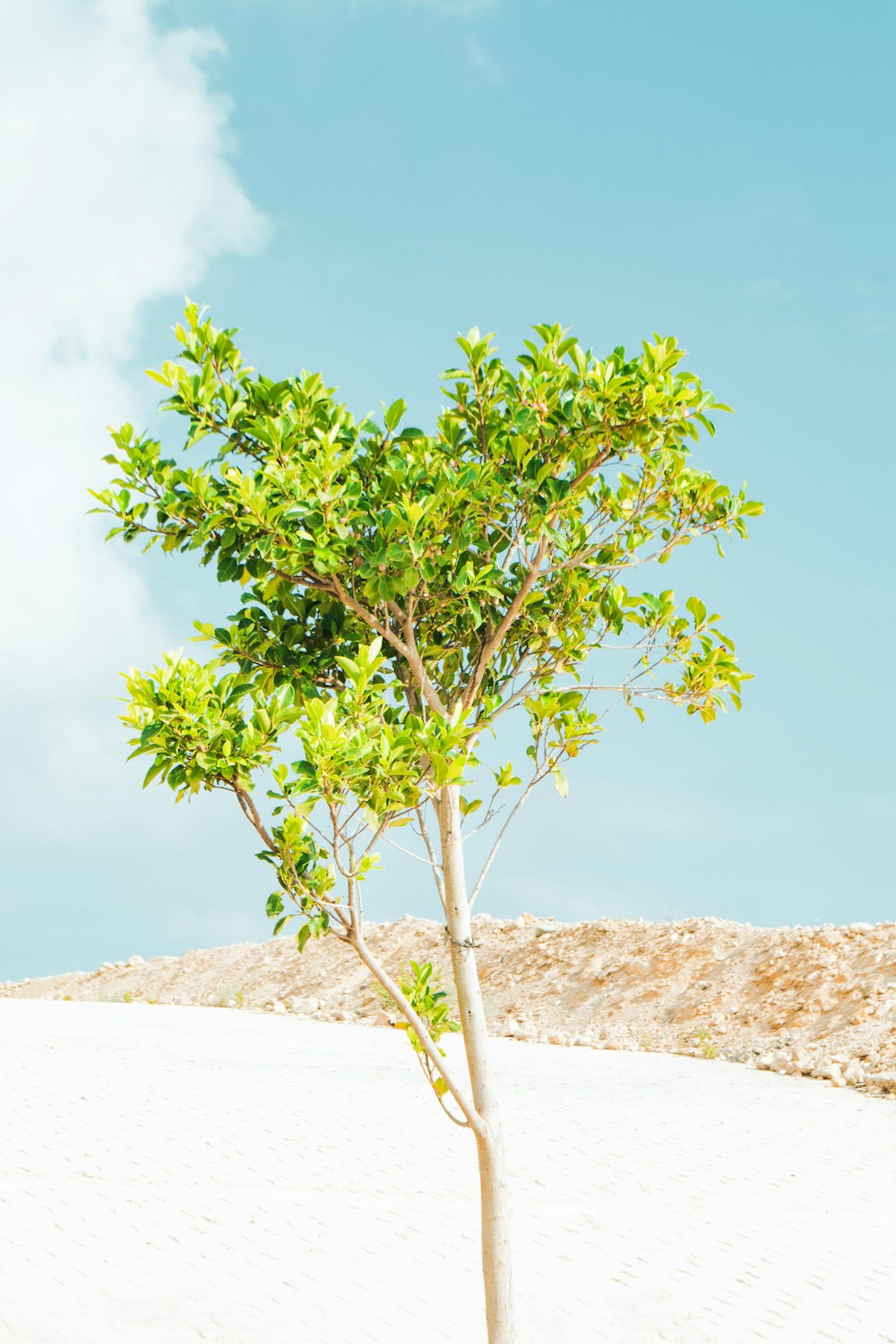 a tree in the desert