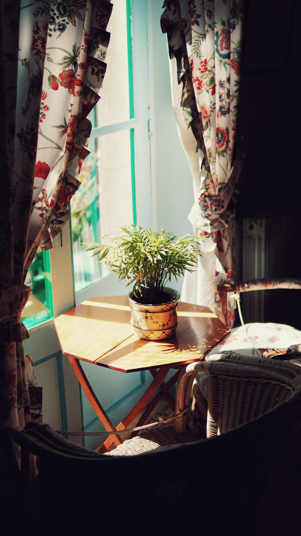 a potted plant on a table