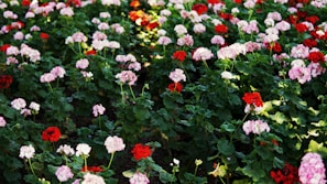 A field of blooming roses under the bright Ecuadorian sun.