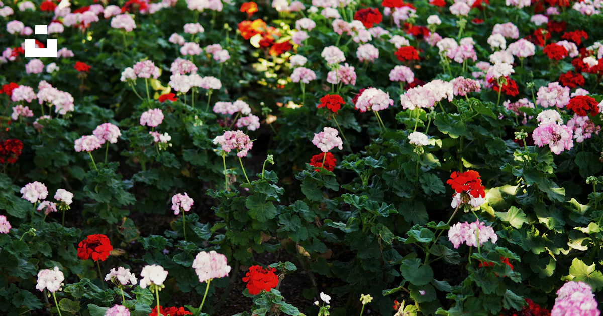 A field of flowers photo – Free Geranium Image on Unsplash