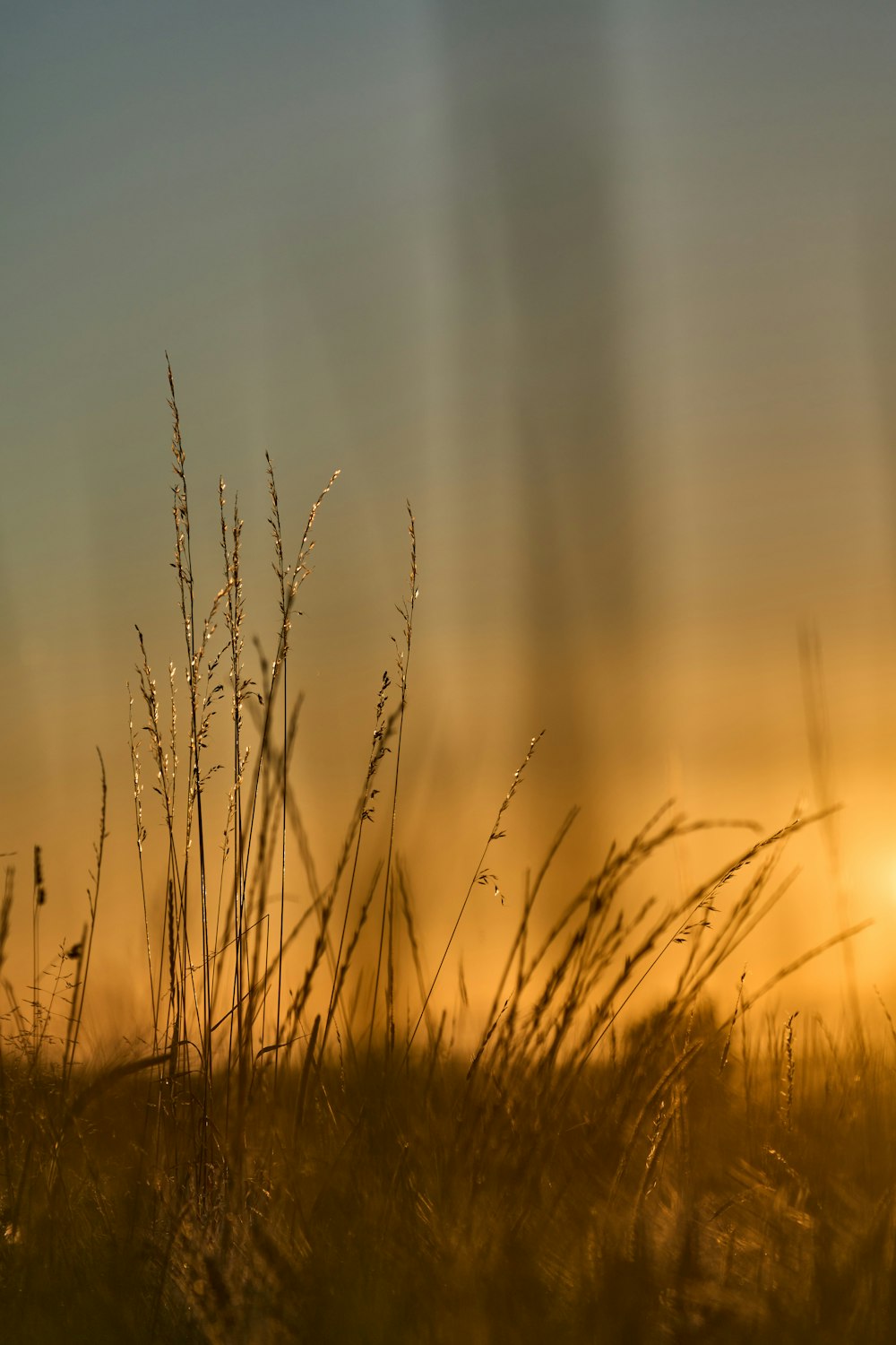 a field of tall grass