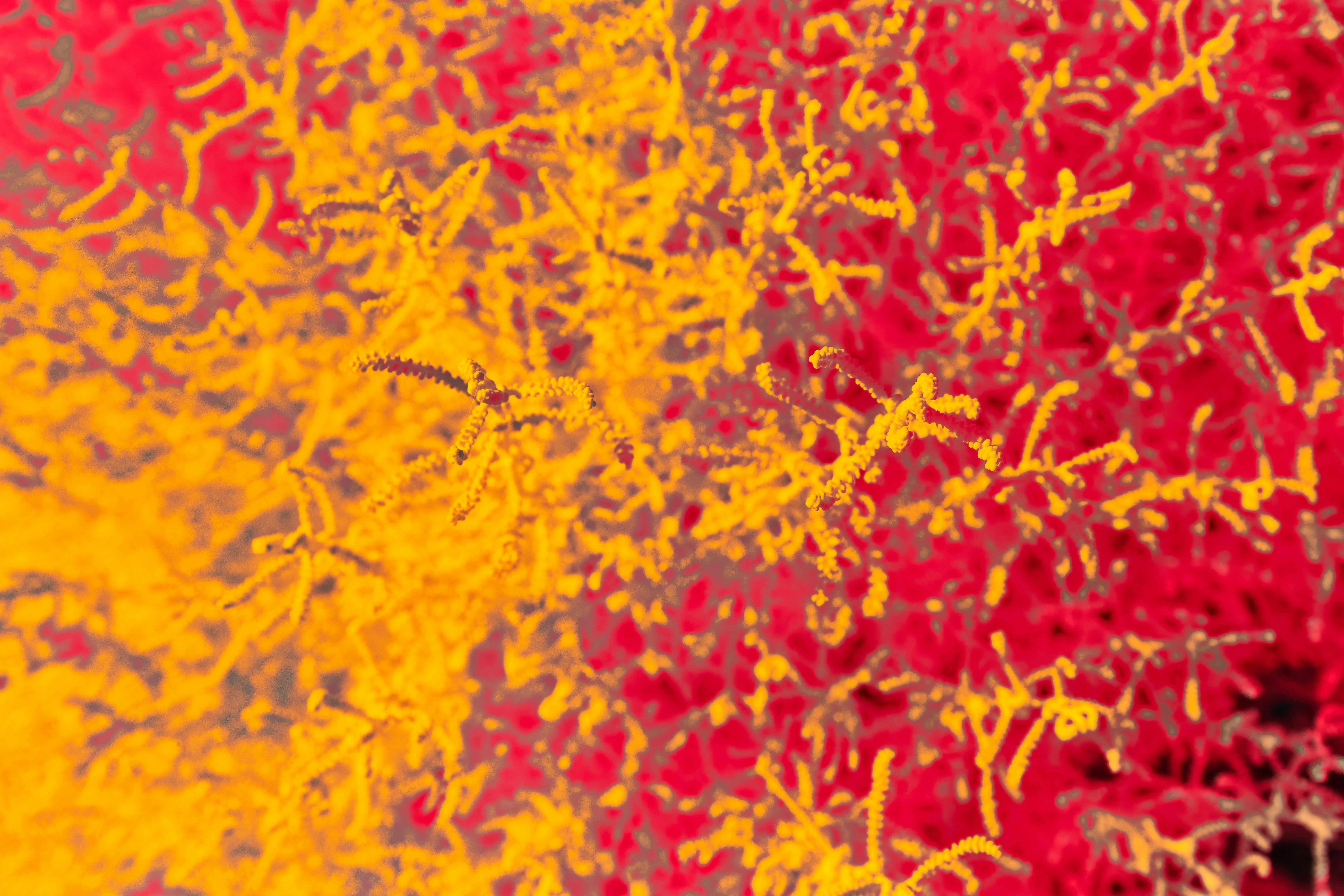 Photo by wolfgang_hasselmann