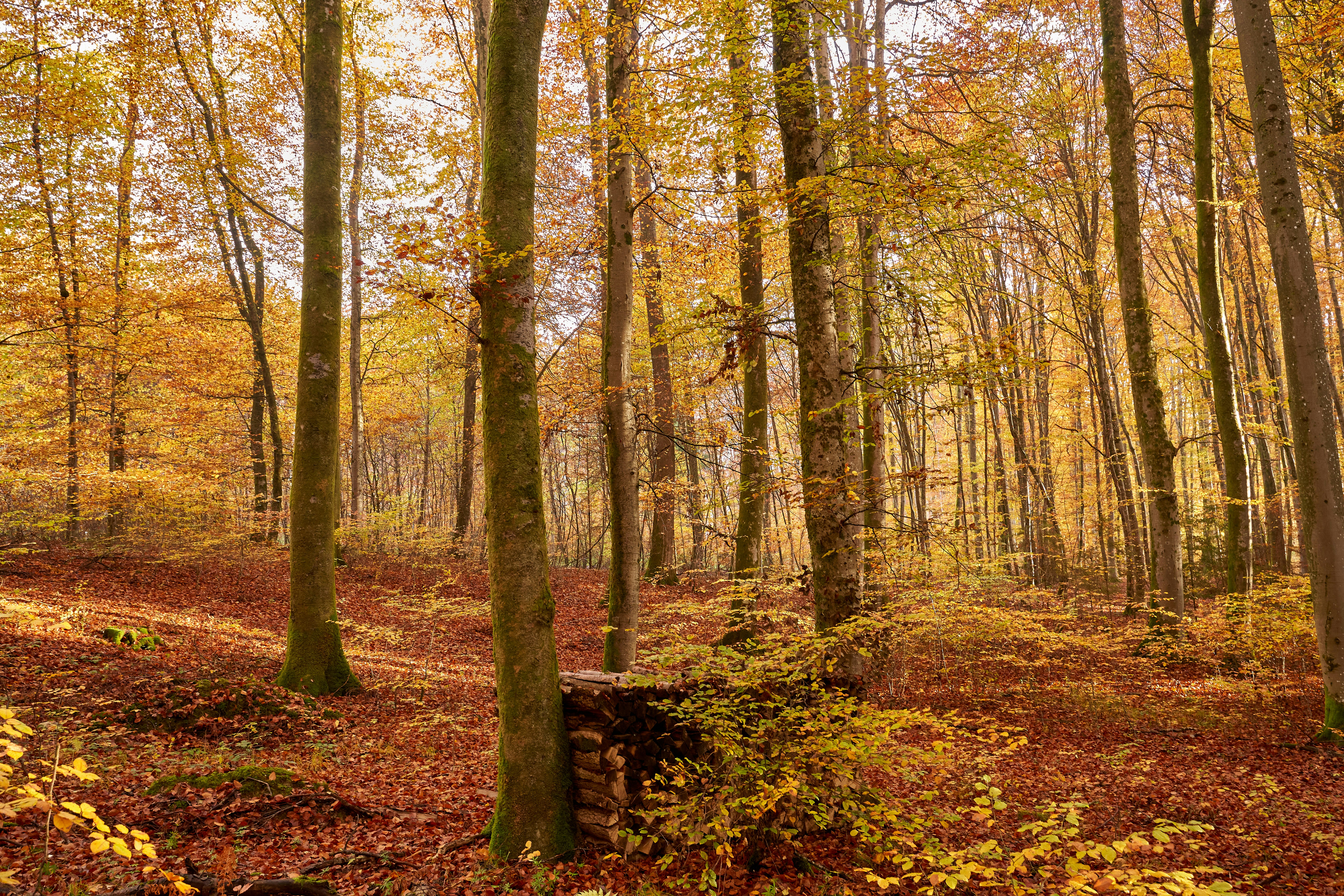 Photo by wolfgang_hasselmann