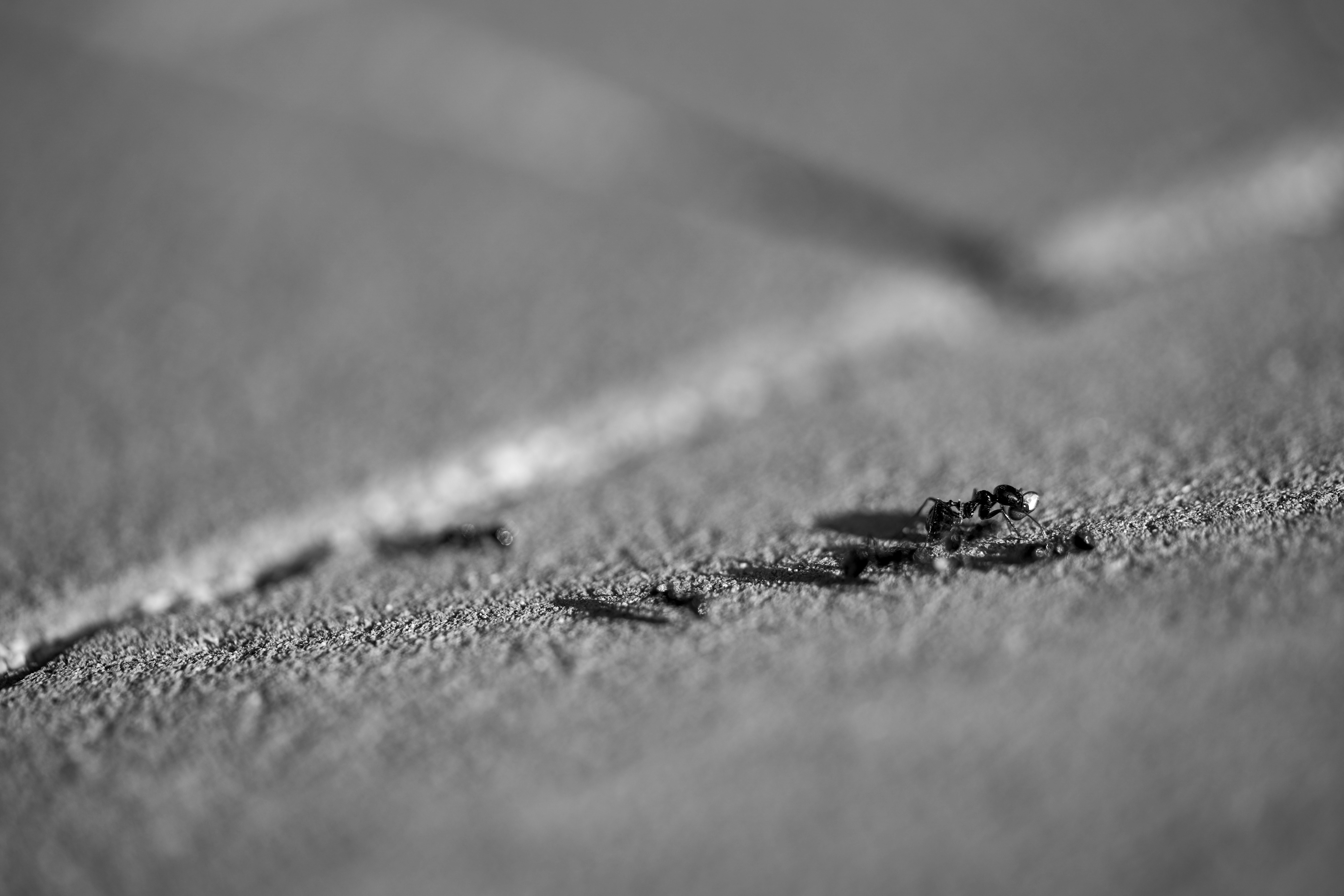 Photo by wolfgang_hasselmann