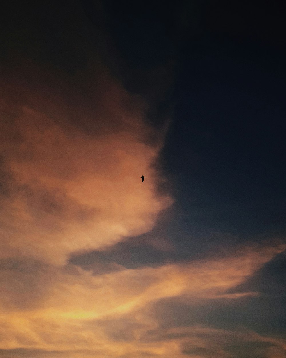 a bird flying in the sky