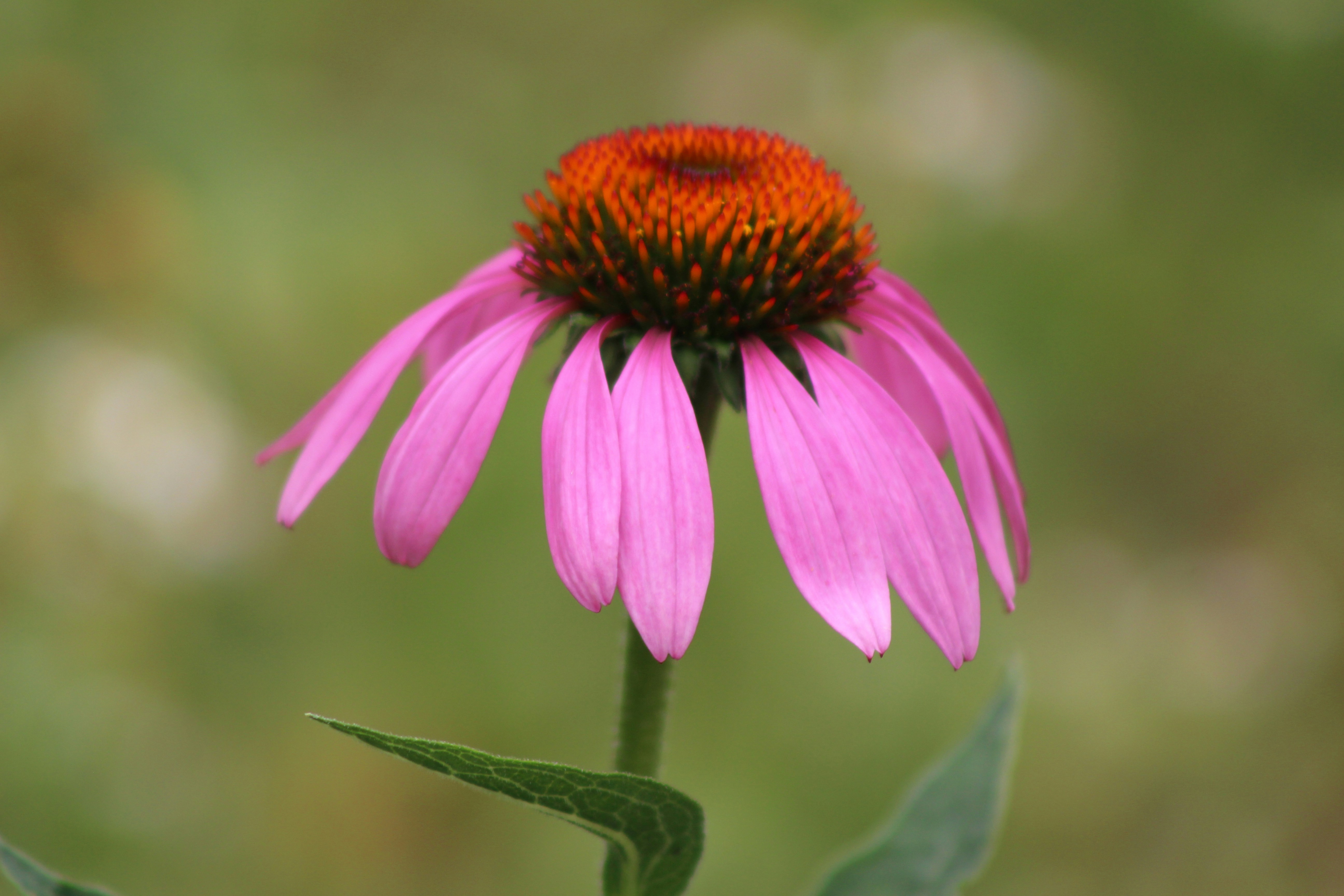 Photo by marjorylucabaxter