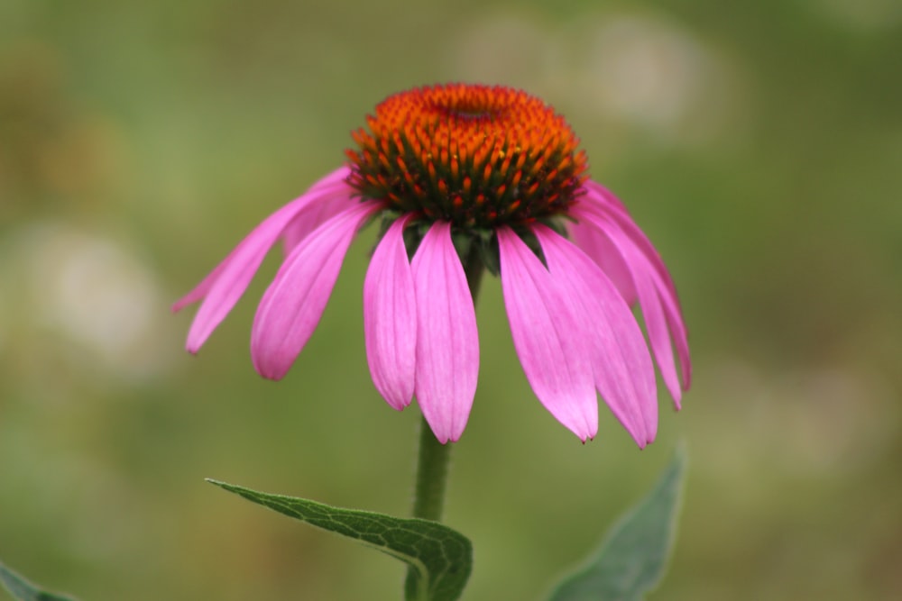 a close up of a flower