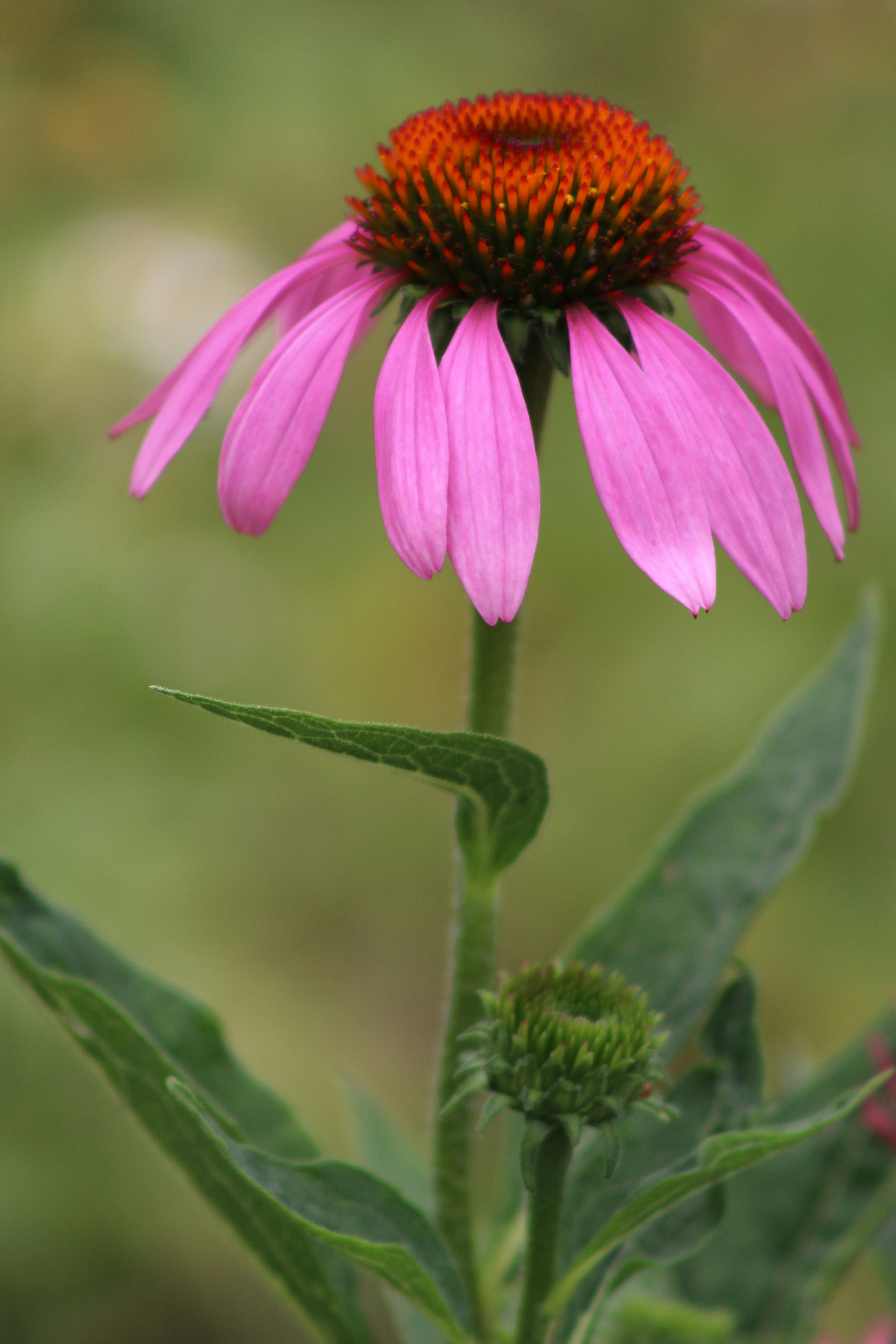 Photo by marjorylucabaxter