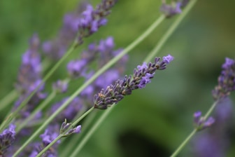 a close up of a flower