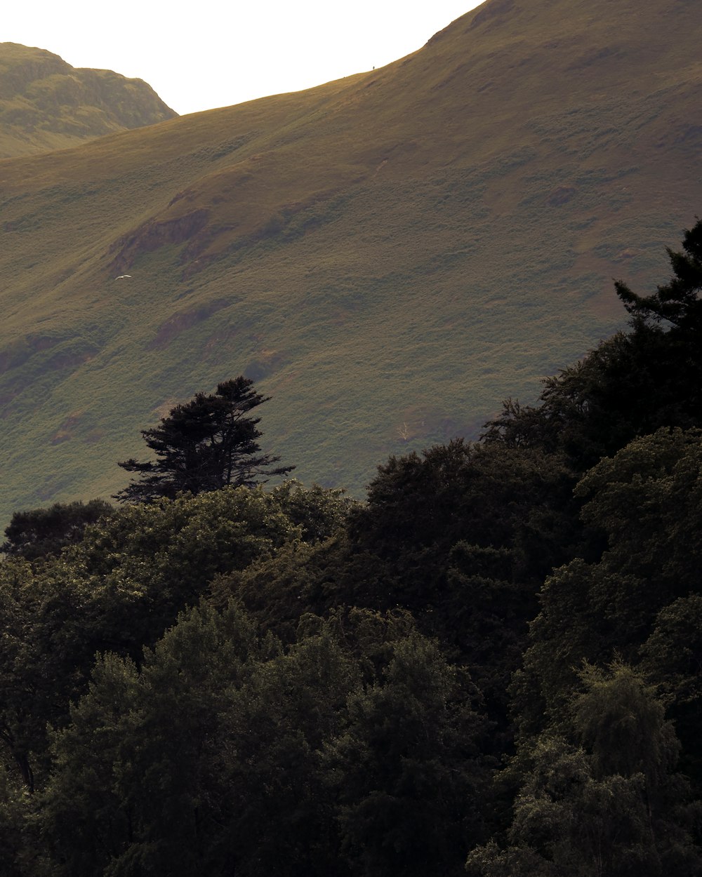 a landscape with trees and hills