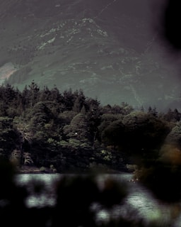 A serene forest background symbolizing mamré’s commitment to sustainability and eco-friendly mining.