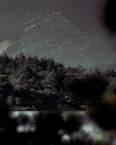 A serene forest background symbolizing mamré’s commitment to sustainability and eco-friendly mining.