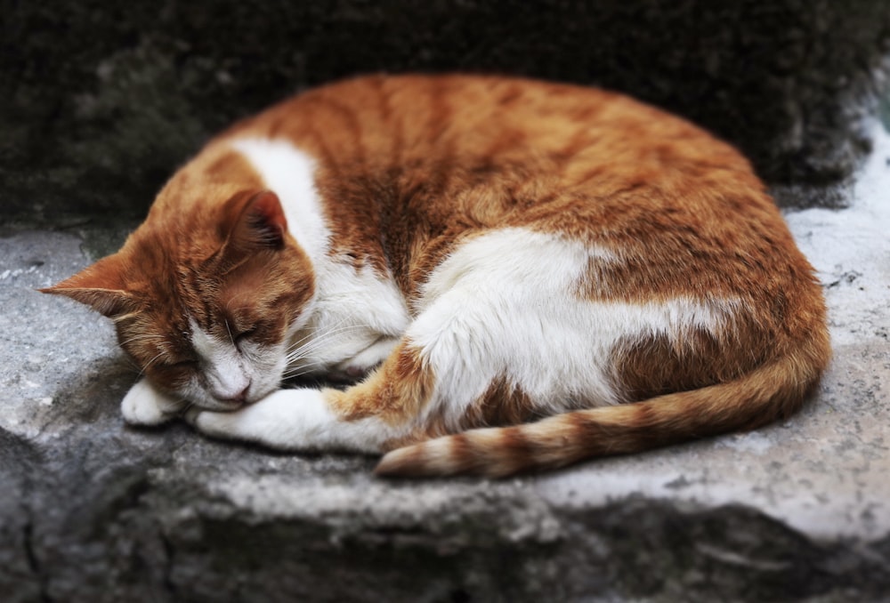 a cat sleeping on a rock