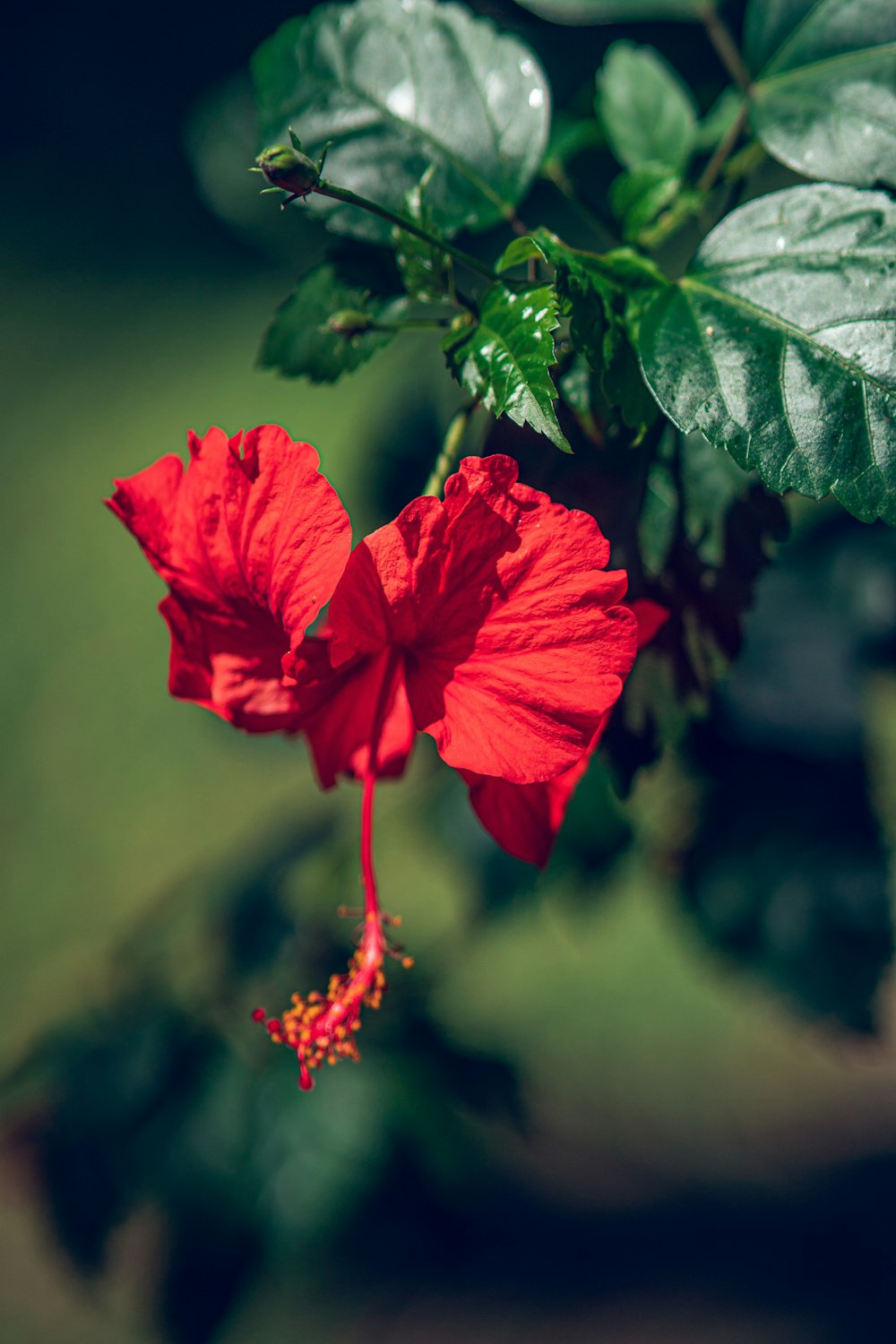 a close-up of a flower