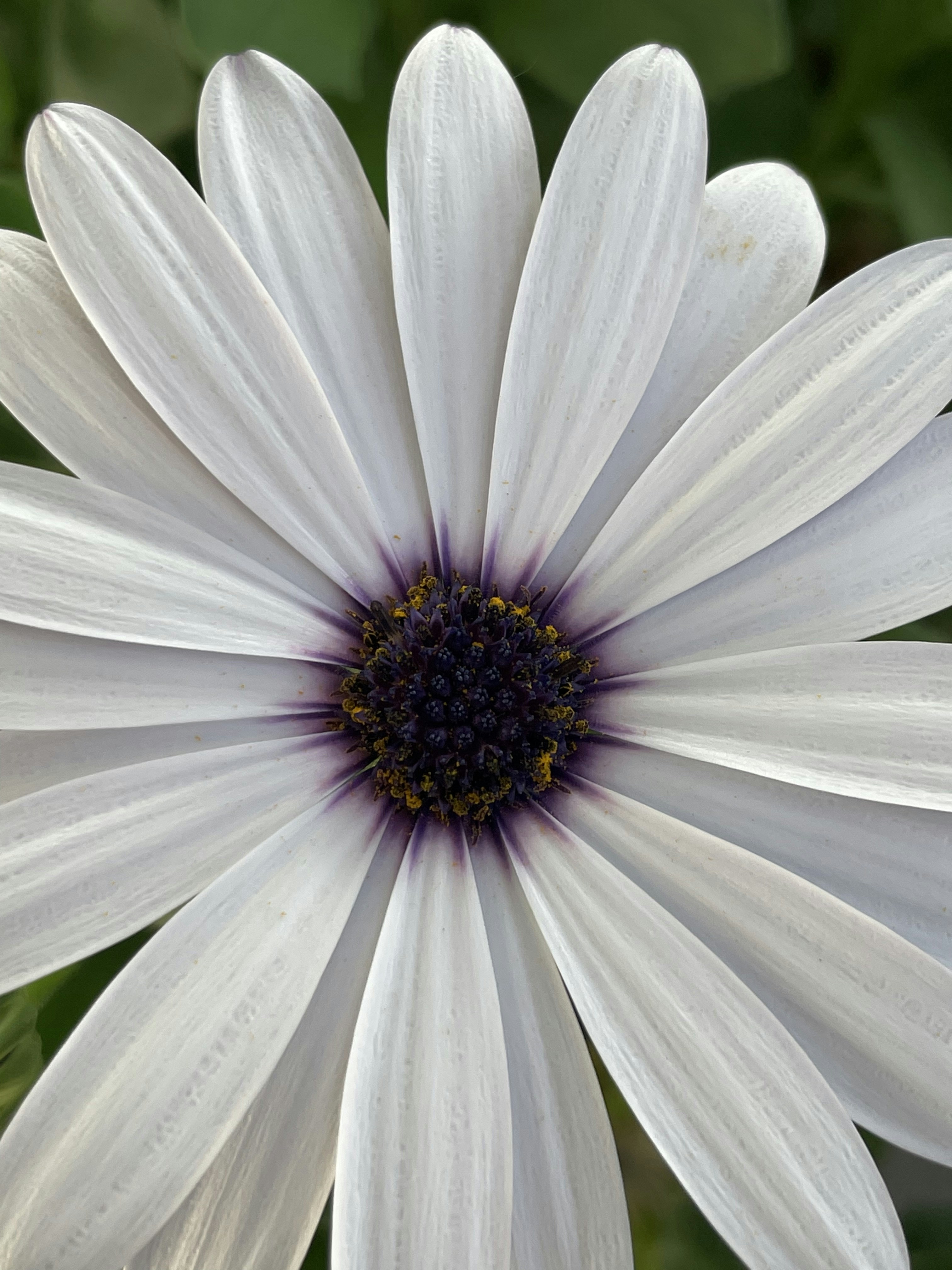 FENQURO Lot De 48 Autocollants Muraux En Forme De Marguerite, image size:3000x4000