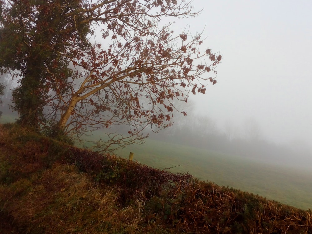 a tree on a hill