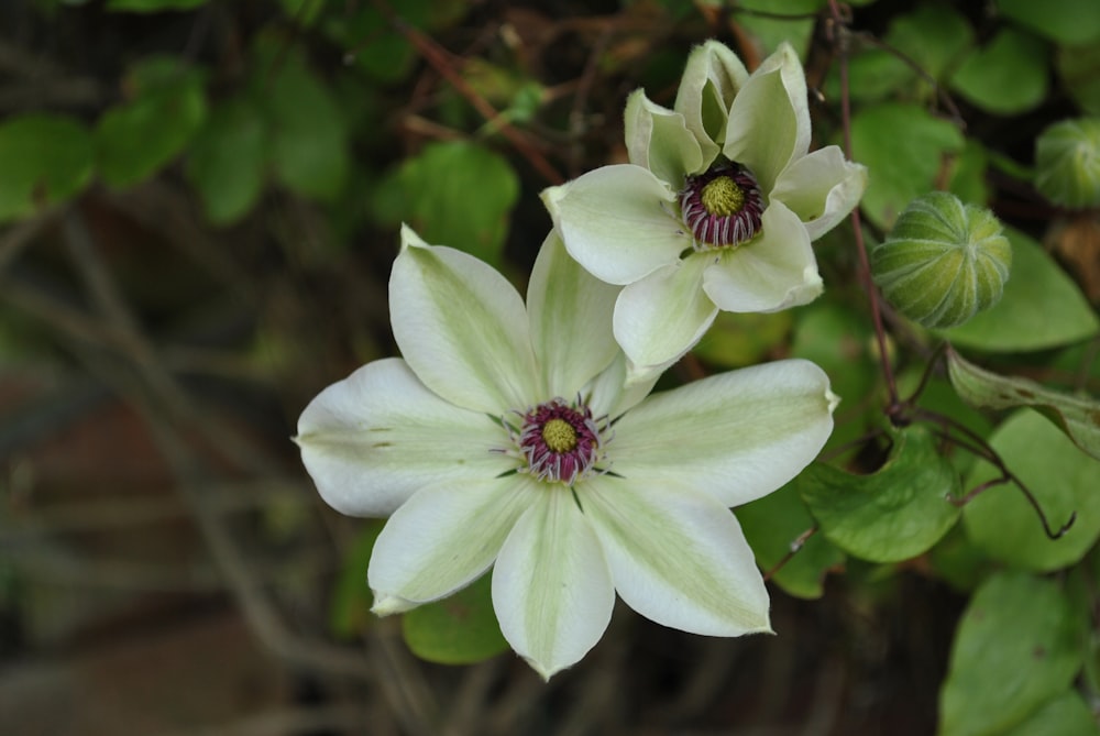 a close up of a flower