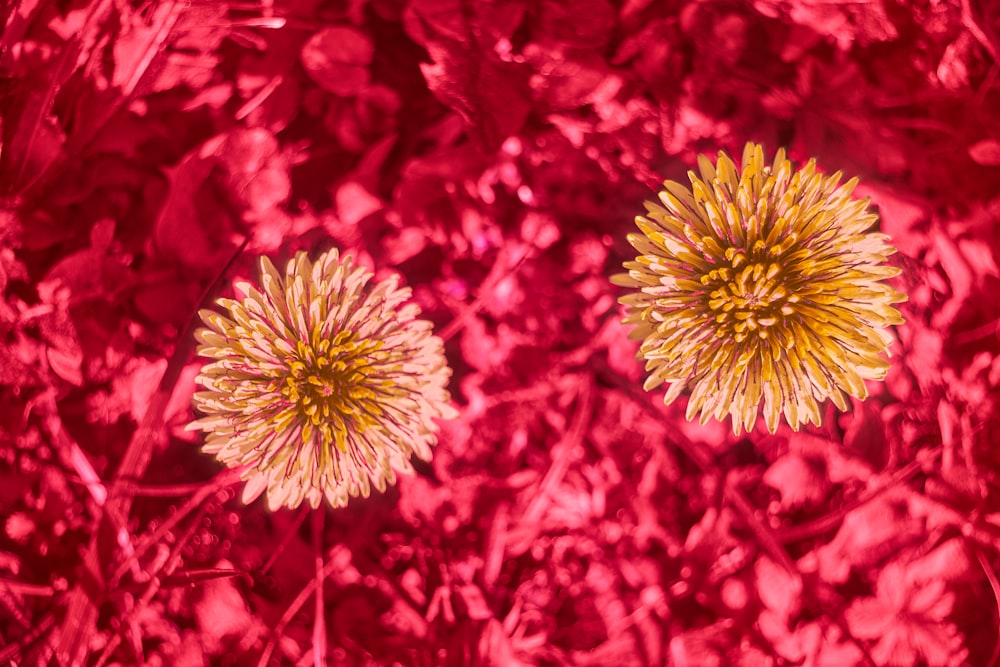 a group of flowers