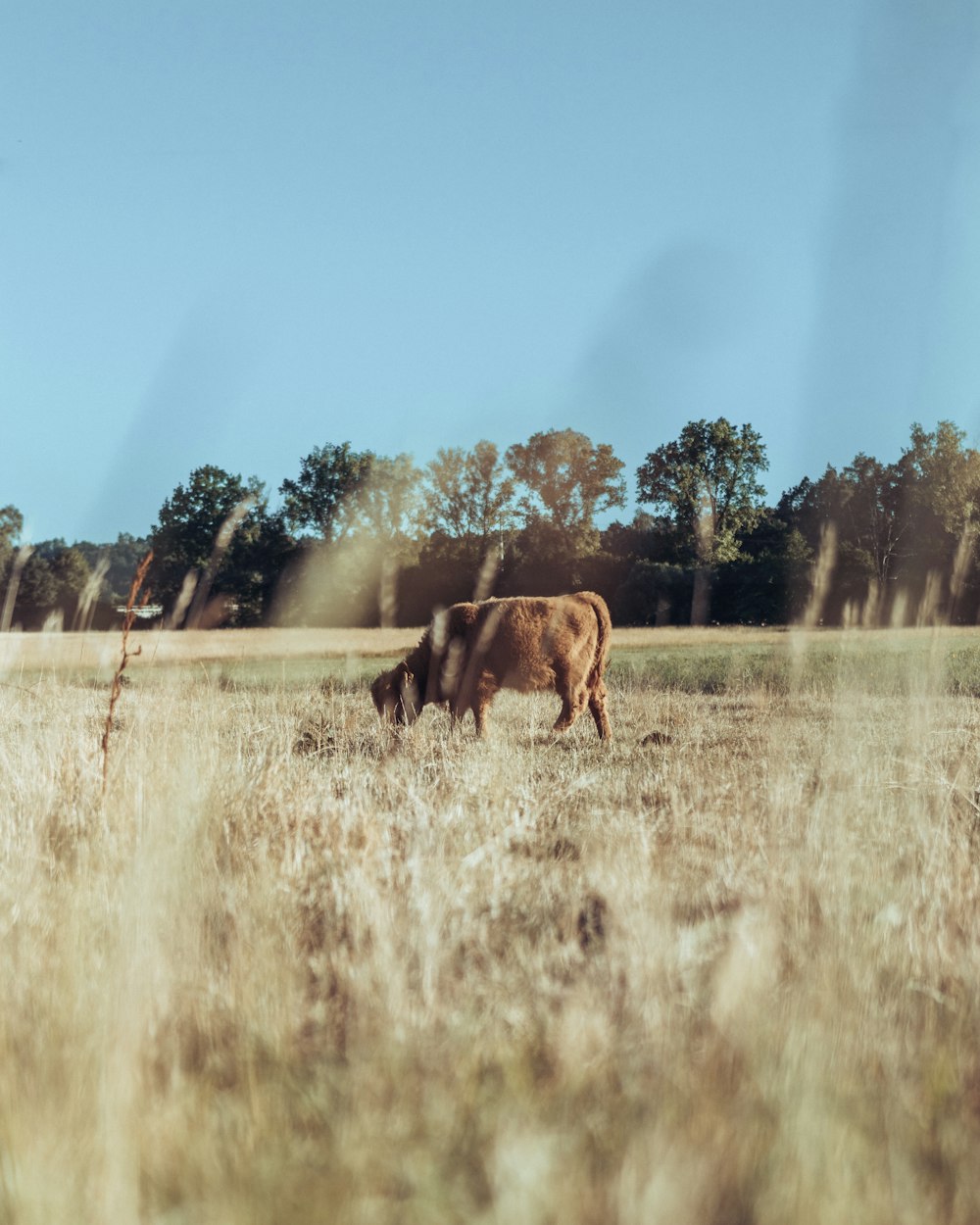 a couple of cows grazing in a field