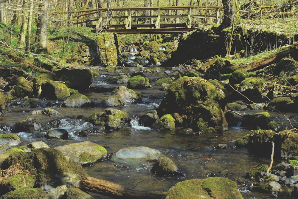 a stream with rocks and trees