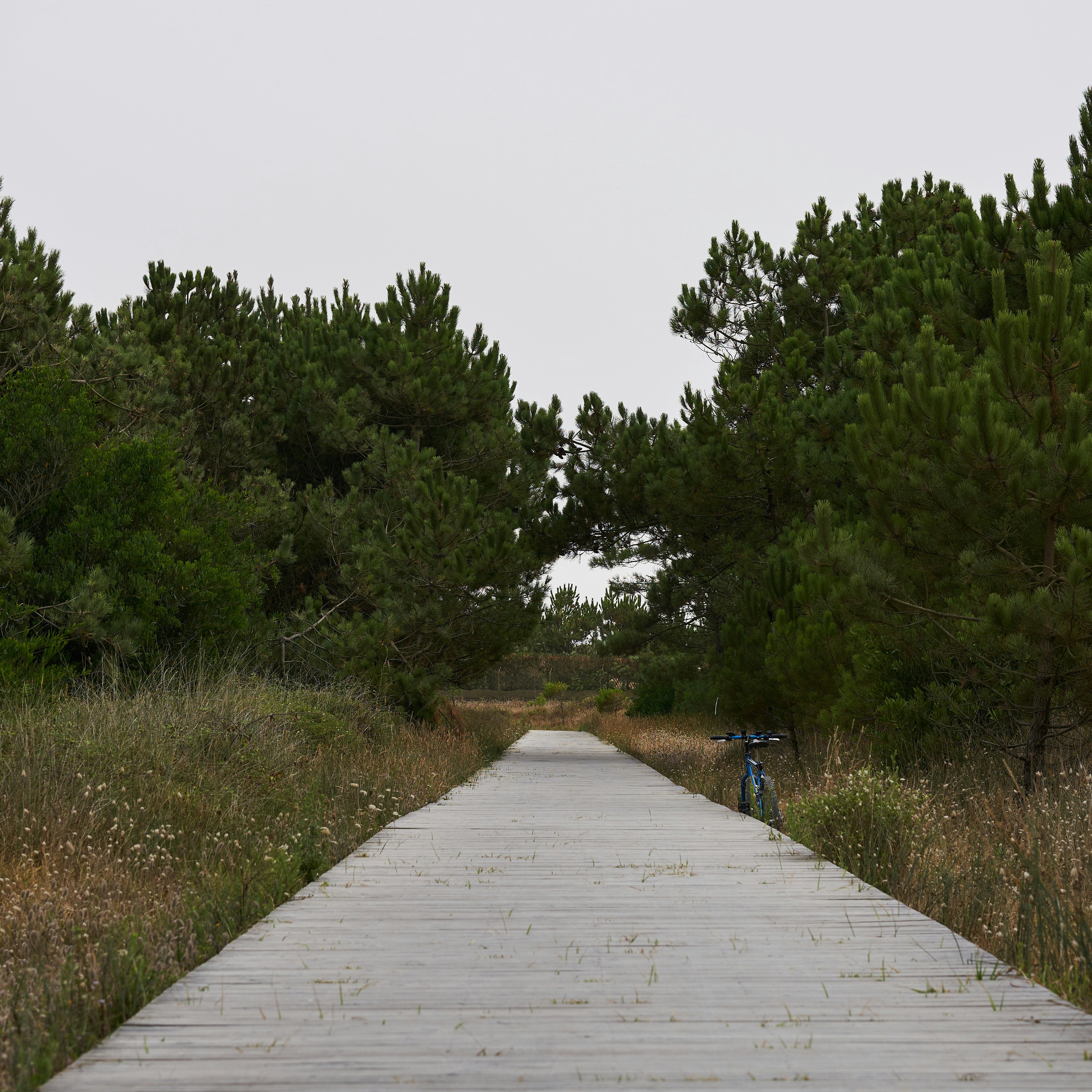 a person riding a bike on a stone path surrounded by trees