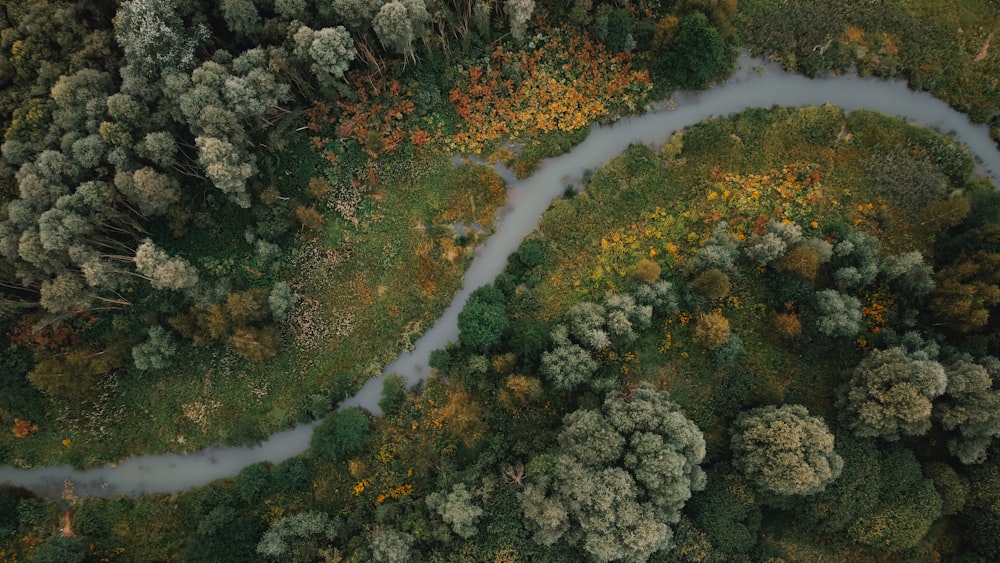 a road with trees and bushes