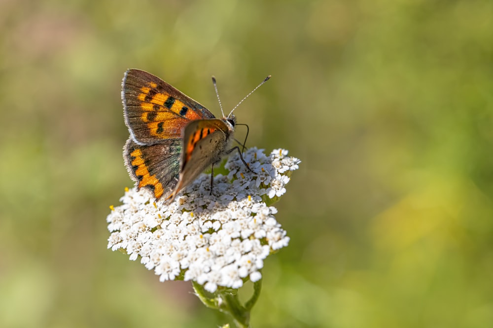 una farfalla su un fiore