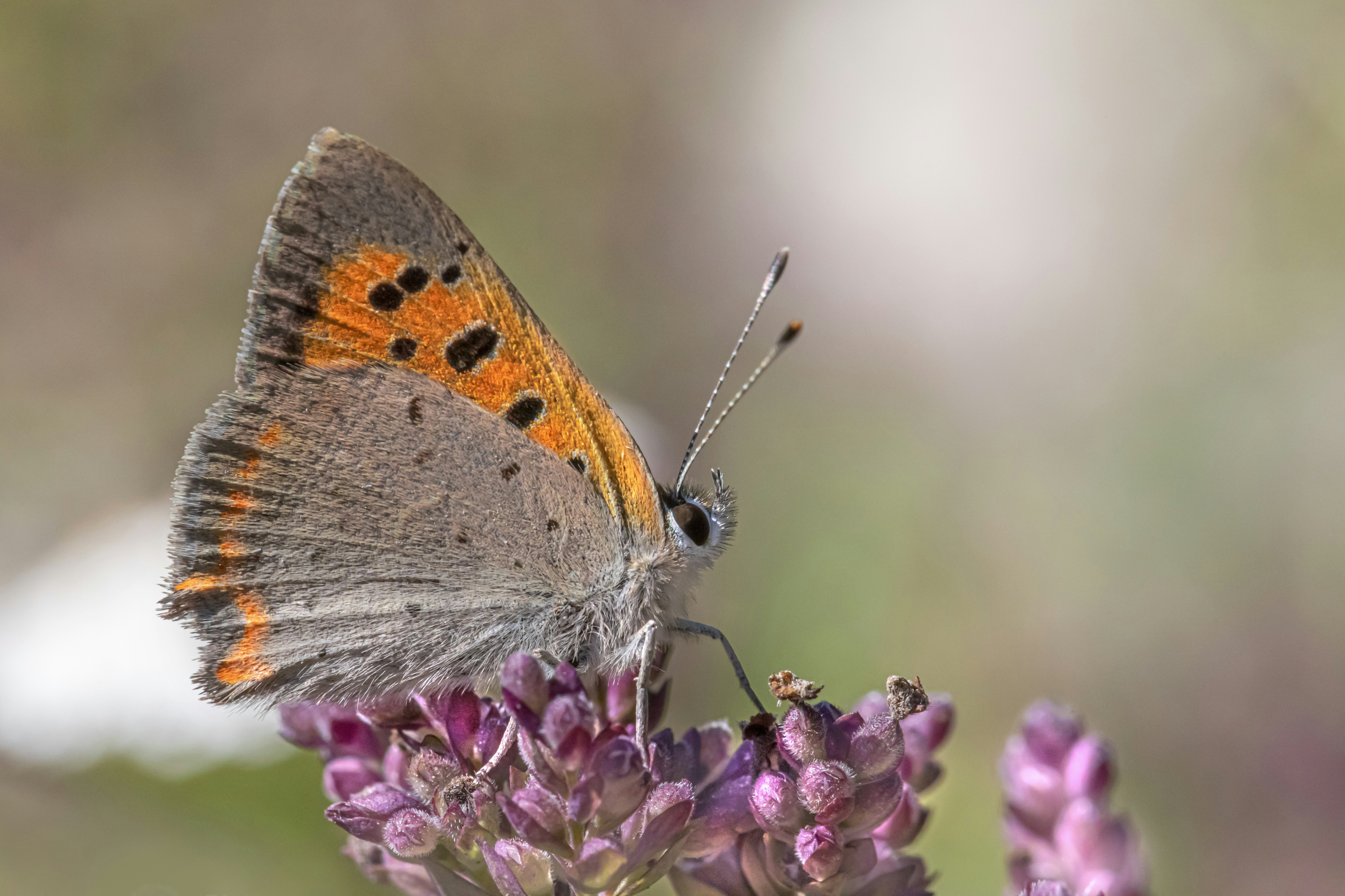 Photo by erik_karits