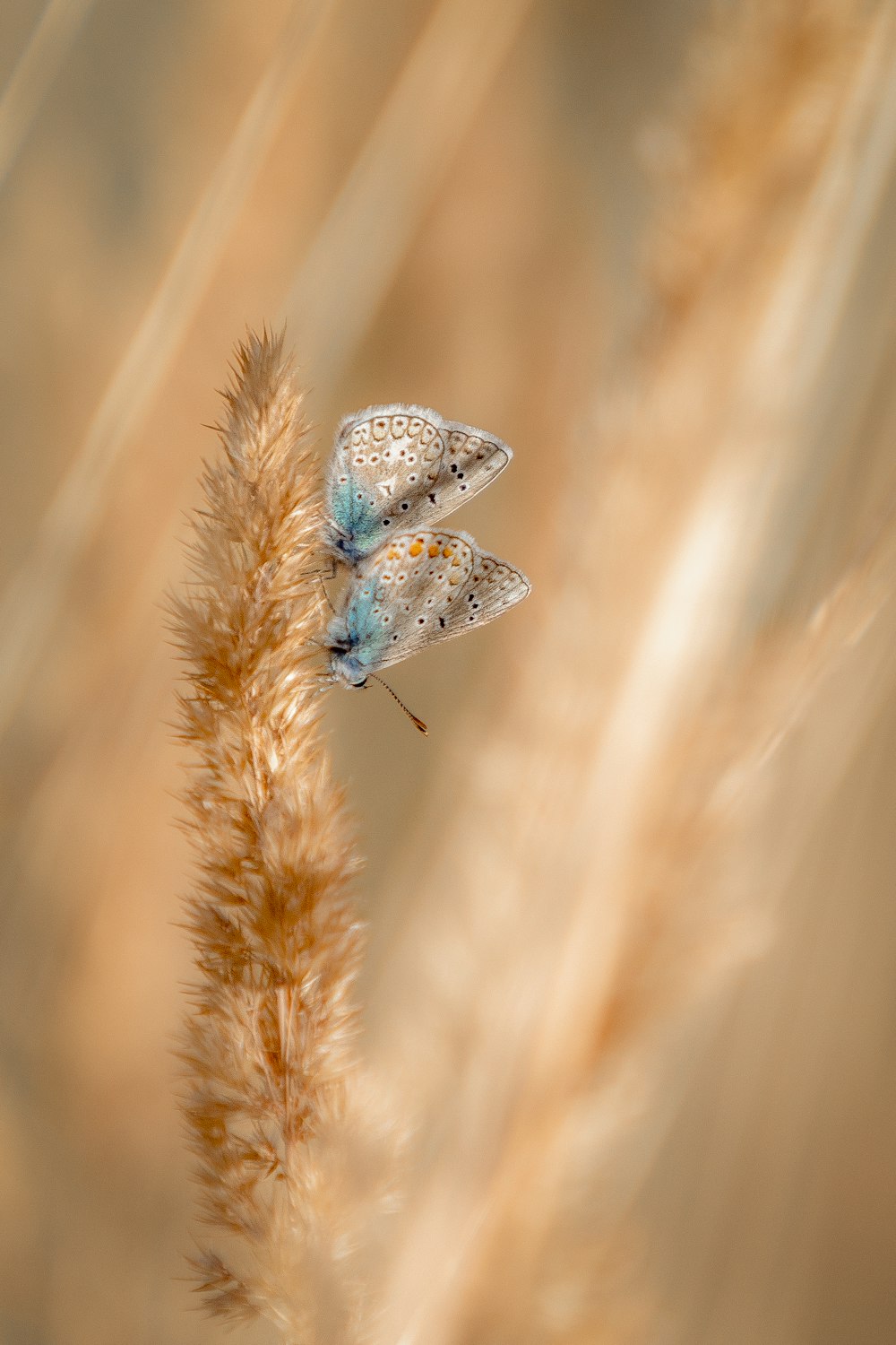 a butterfly on a plant