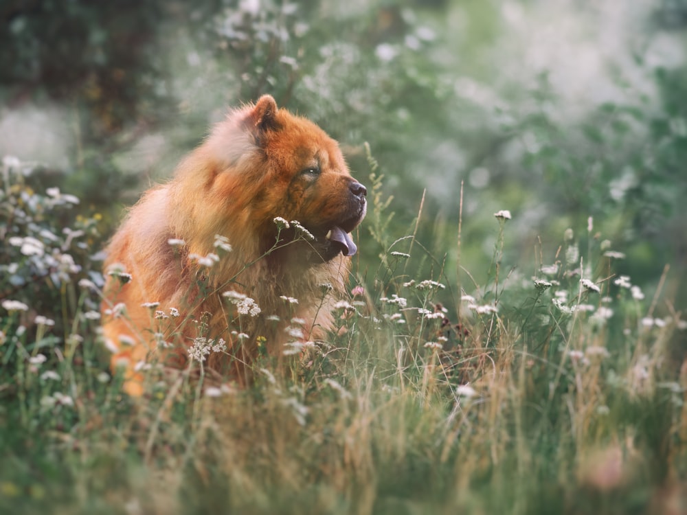 a lion in the grass