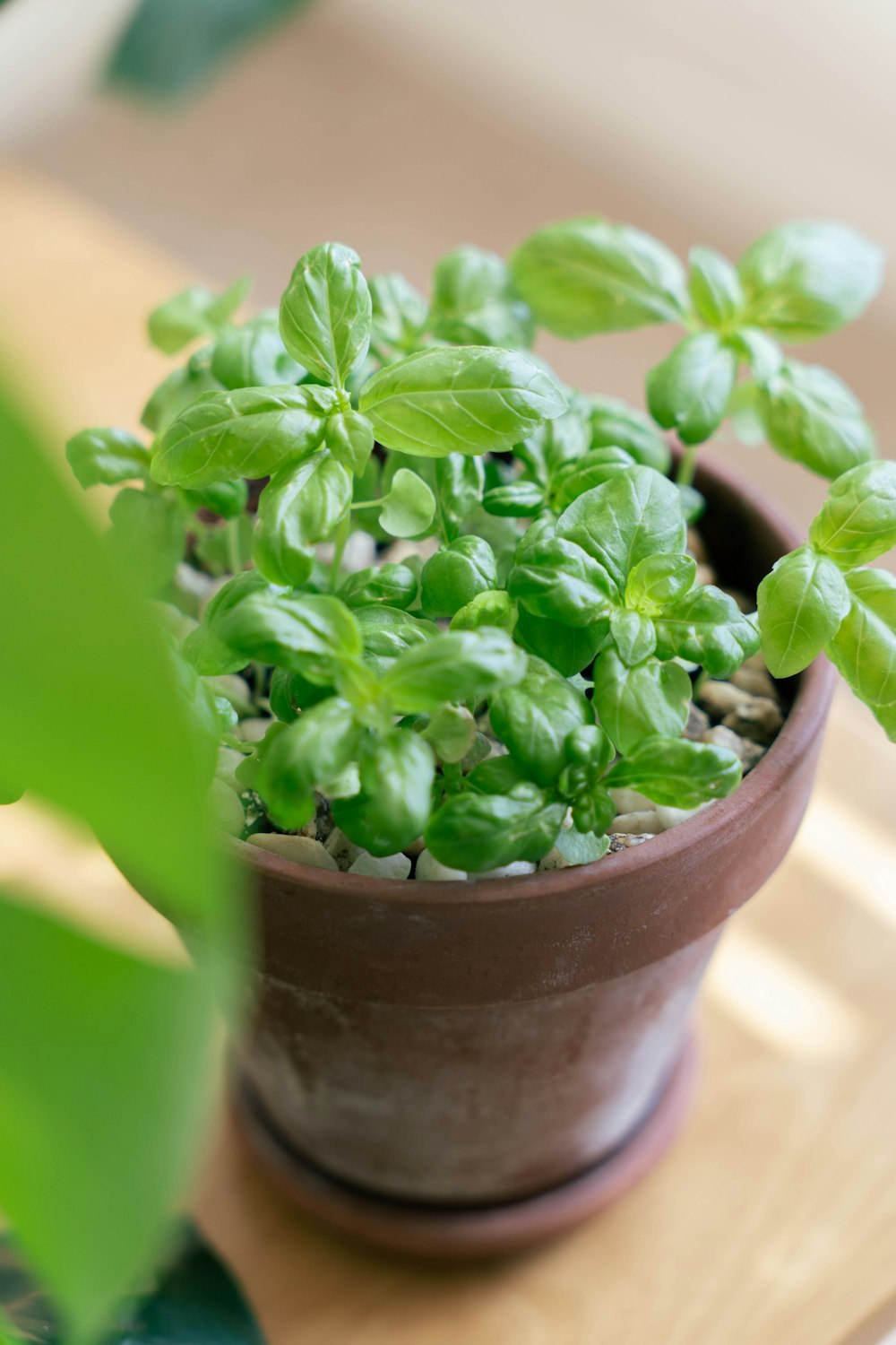 a potted plant with green leaves