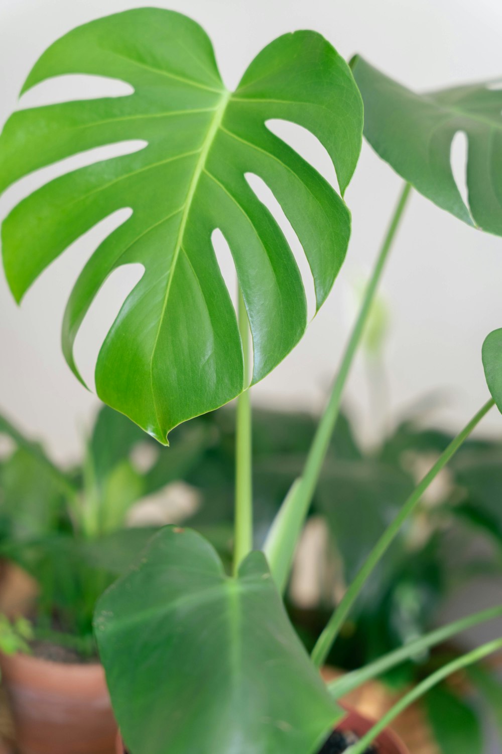 a close up of a plant