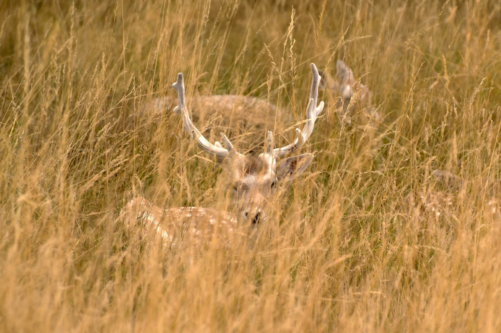 a deer lying in a field