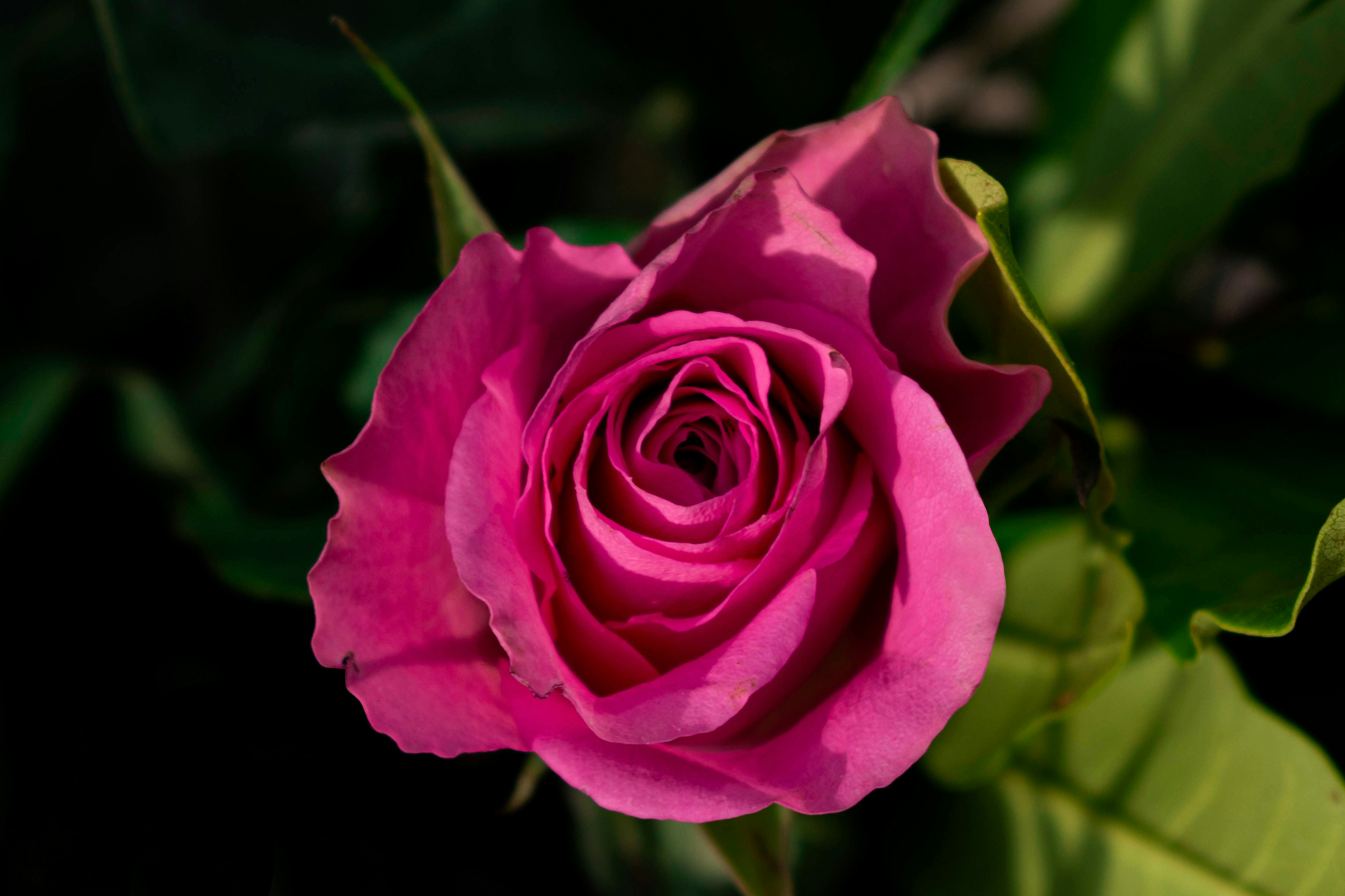 Image of user's plant or flower