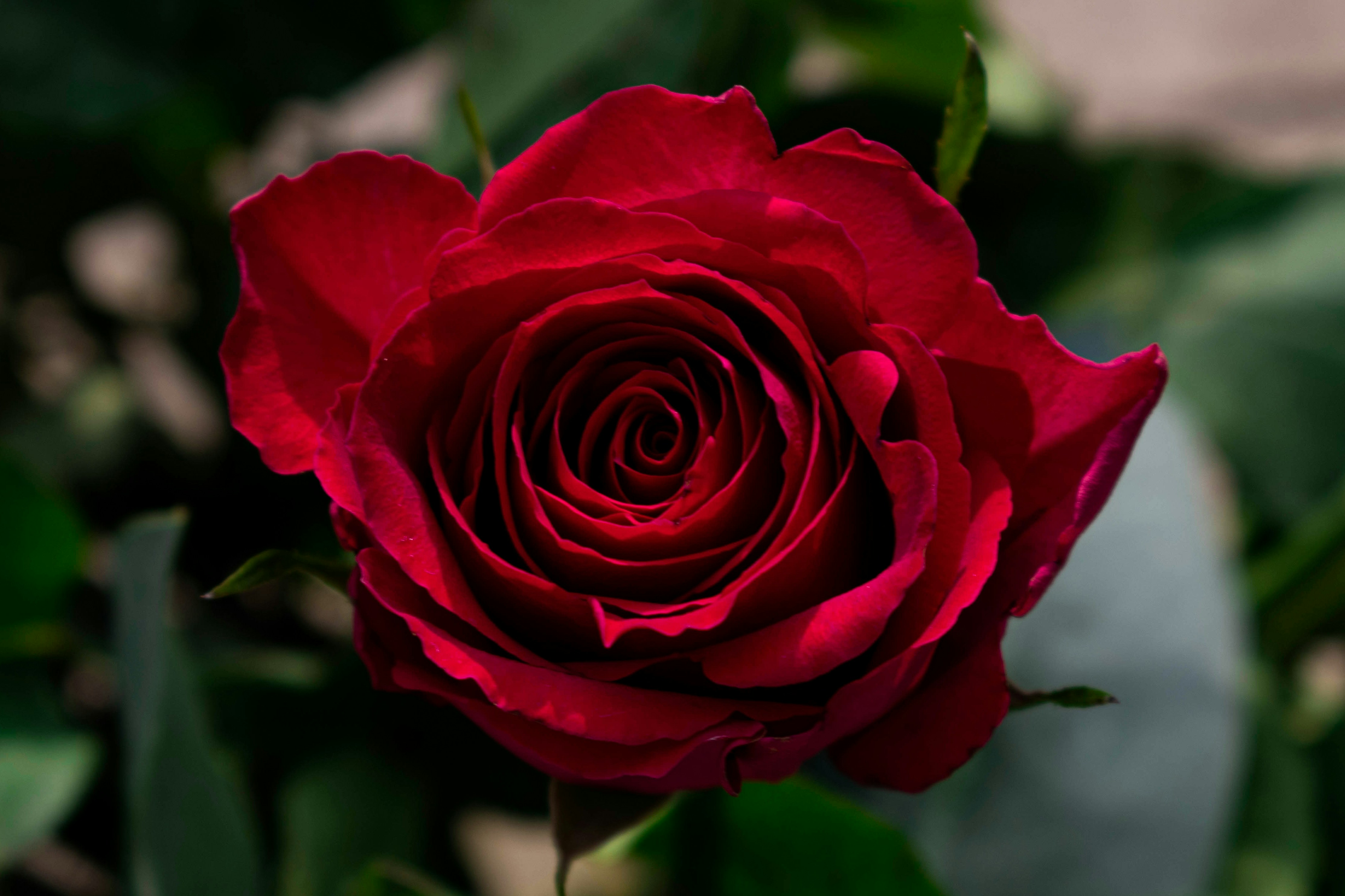 Photo by infinitecreations21