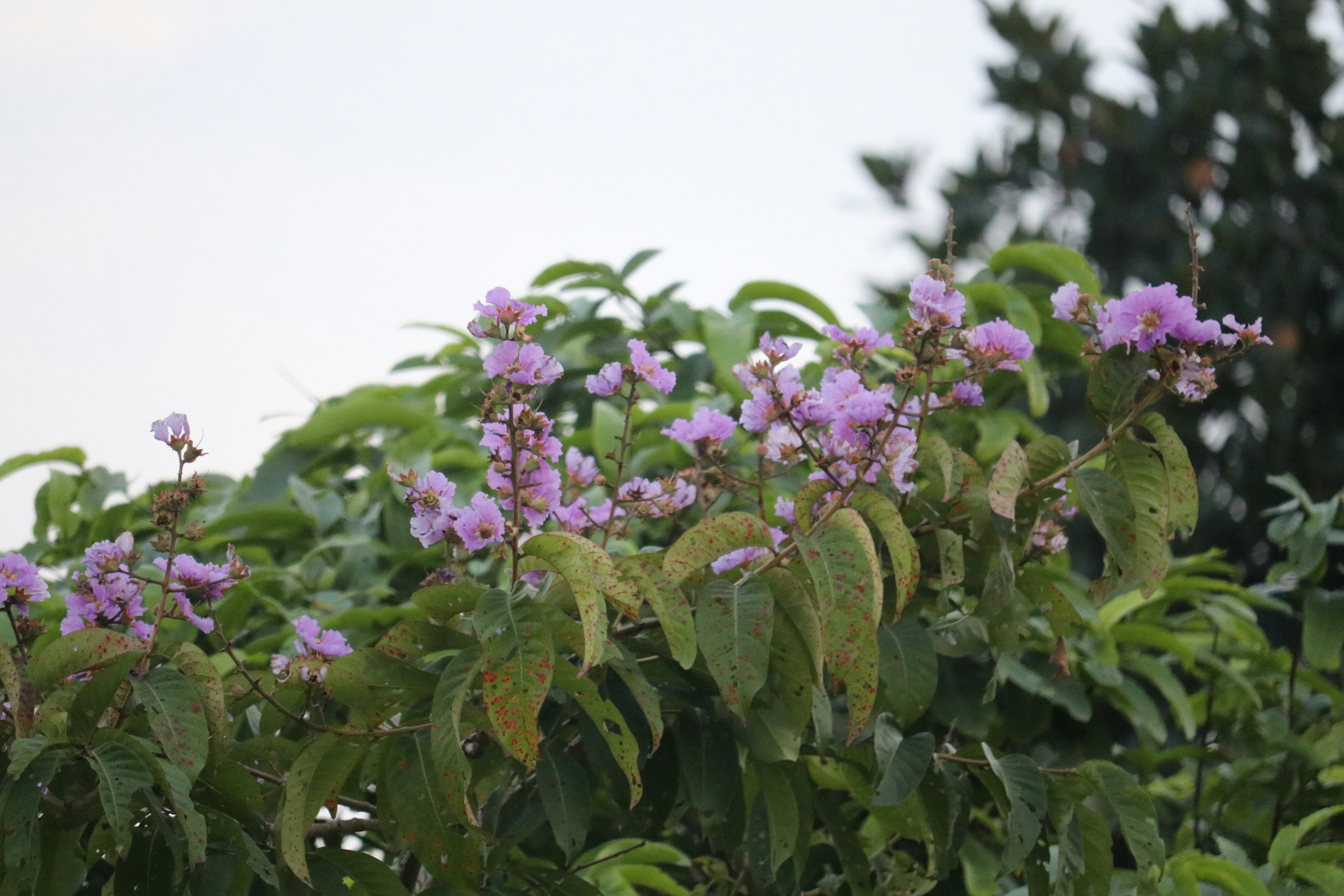a group of purple flowers