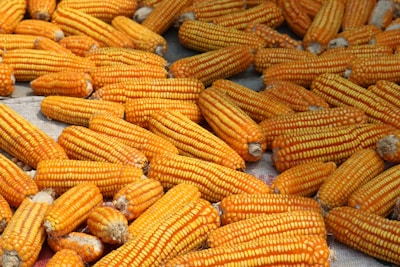 a pile of corn